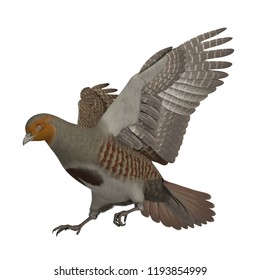 3D Rendered Grey Partridge