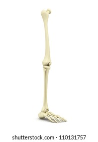 3d Rendered Human Leg Bone