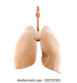 3d rendered of the human lungs. Isolated over white. Contains clipping path