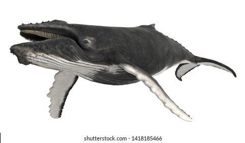 3d Rendered Humpback Whale Illustration Stock Illustration 1418185466 ...