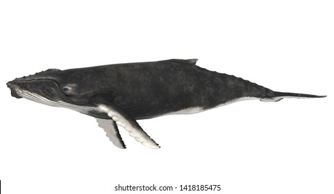 3d rendered Humpback Whale illustration