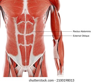 3d rendered illustration of the abdominal muscles