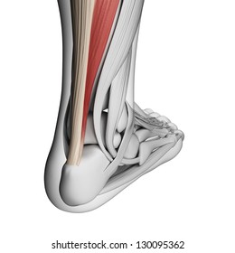 3d rendered illustration of the achilles tendon