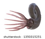 3d rendered illustration of an Ammonite