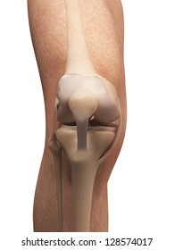 3d Rendered Illustration - Anatomy Of The Knee