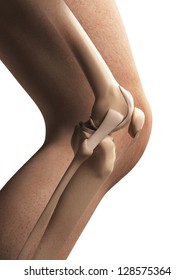 3d Rendered Illustration - Anatomy Of The Knee