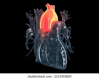 3d Rendered Illustration Of The Aorta