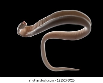 3d Rendered Illustration Of An Ascariasis Worm