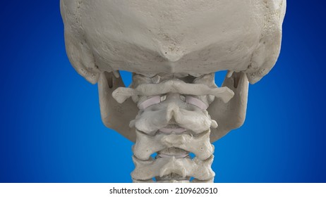 3d Rendered Illustration Of The Atlas Bone