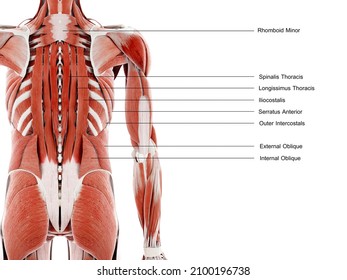 3d rendered illustration of the back muscles