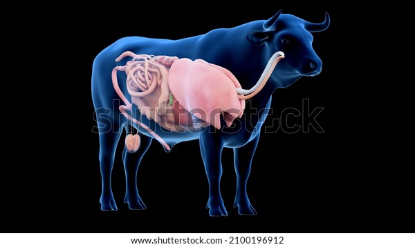 3d rendered illustration of the bovine anatomy -\
the organs