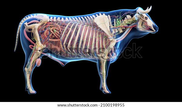3d rendered\
illustration of the bovine\
anatomy