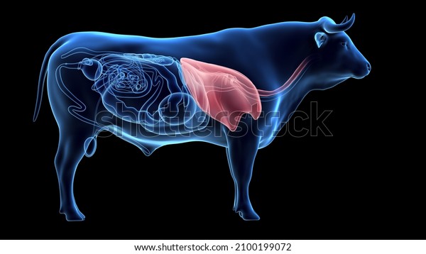 3d\
rendered illustration of the bovine anatomy - the\
lung