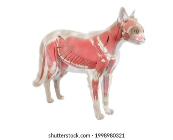 3d rendered illustration of the cat anatomy - the muscle system