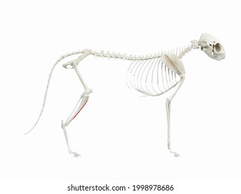 213 Cat muscles anatomy Images, Stock Photos & Vectors | Shutterstock