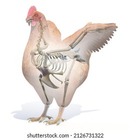 1,259 Chicken skull Images, Stock Photos & Vectors | Shutterstock