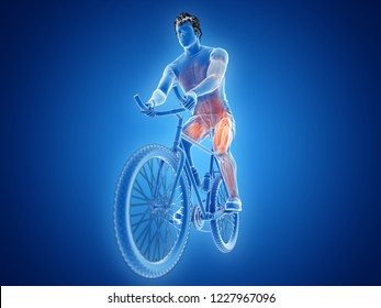 3d Rendered Illustration Cyclists Muscles Stock Illustration 1227967096 ...