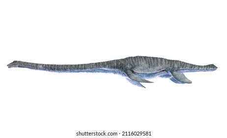 559 Elasmosaurus Stock Illustrations, Images & Vectors | Shutterstock