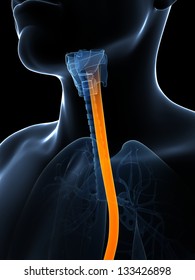 3d Rendered Illustration Of The Esophagus