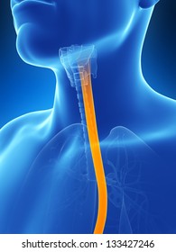 3d Rendered Illustration Of The Esophagus