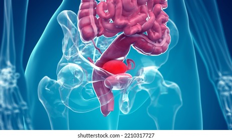 3d Rendered Illustration Of The Female Abdominal Organs