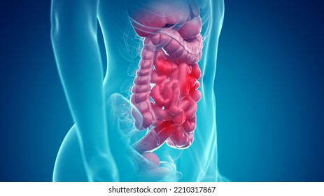 3d Rendered Illustration Of The Female Abdominal Organs