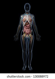 3d Rendered Illustration Of The Female Anatomy