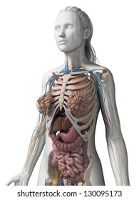 3d Rendered Illustration Of The Female Anatomy