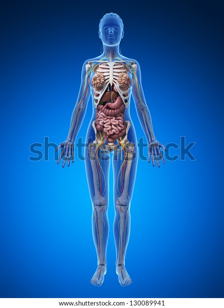 3d Rendered Illustration Female Anatomy Stock Illustration 130089941 ...