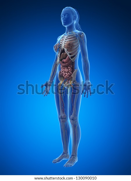 3d Rendered Illustration Female Anatomy Stock Illustration 130090010