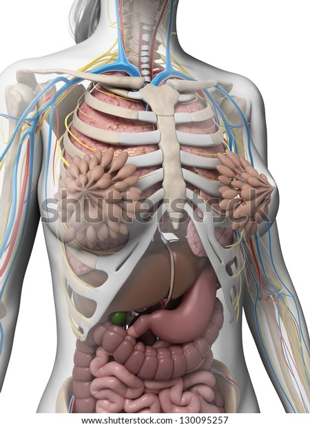 3d Rendered Illustration Female Anatomy Stock Illustration 130095257