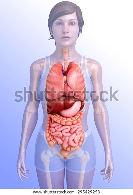 3d Rendered Illustration Female Digestive System Stock Illustration 295429253 Shutterstock 5969