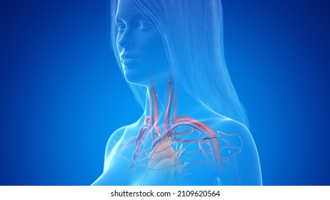 3d Rendered Illustration Of The Female Neck Arteries And Veins