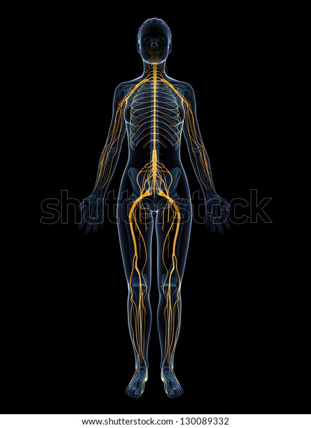 3d Rendered Illustration Female Nervous System Stock Illustration 130089332