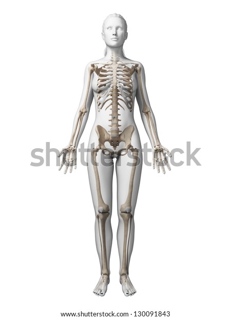 3d Rendered Illustration Female Skeleton Stock Illustration 130091843