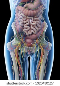 3d rendered illustration of a females abdominal anatomy