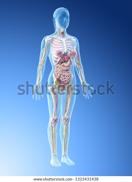 3d Rendered Illustration Females Anatomy Stock Illustration 1323431438