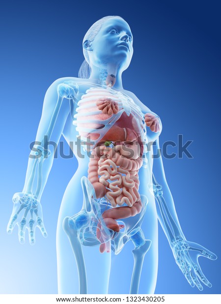 3d Rendered Illustration Females Organs Stock Illustration 1323430205 ...