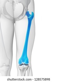 3d Rendered Illustration - Femur Bone