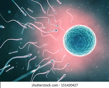 3d rendered illustration of the fertilization
