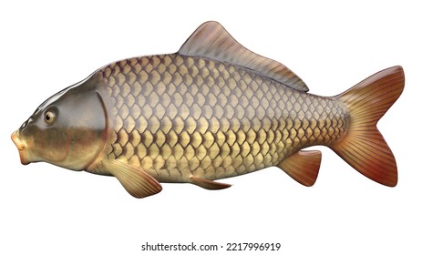 59 Anus Fish Images, Stock Photos & Vectors | Shutterstock