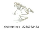 3D Rendered illustration of frog anatomy - skeletal system. plain white background. professional studio lighting. posterior view