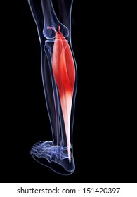 3d Rendered Illustration Of The Gastrocnemius Muscle