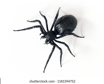 3d rendered illustration of a giant spider