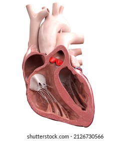 3d Rendered Illustration Of The Heart Valves - The Pulmonary Valve