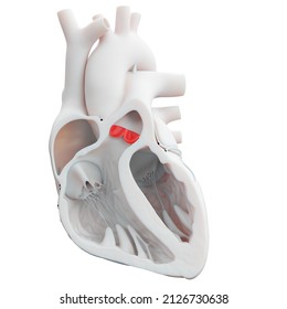 3d Rendered Illustration Of The Heart Valves - The Pulmonary Valve