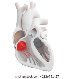 3d Rendered Illustration Of The Heart Valves - The Tricuspid Valve