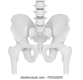 3d Rendered Illustration Hip Bone Anatomy Stock Illustration 755510293 ...