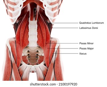 3d rendered illustration of the hip muscles
