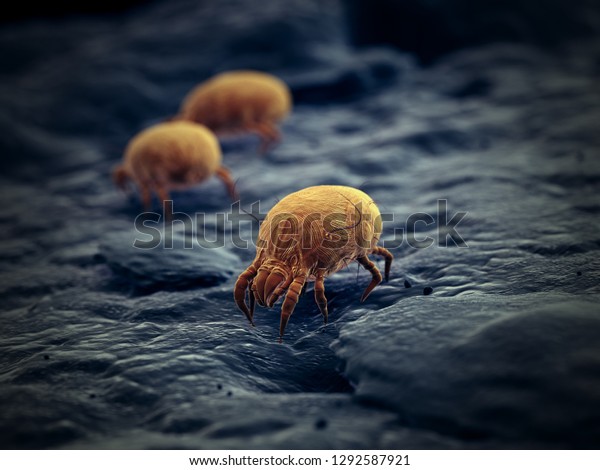 3d rendered\
illustration of a house dust\
mite